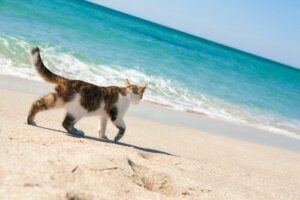 Bestaat er eigenlijk een strand voor katten?