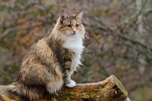 Noorse boskat op een boomstam