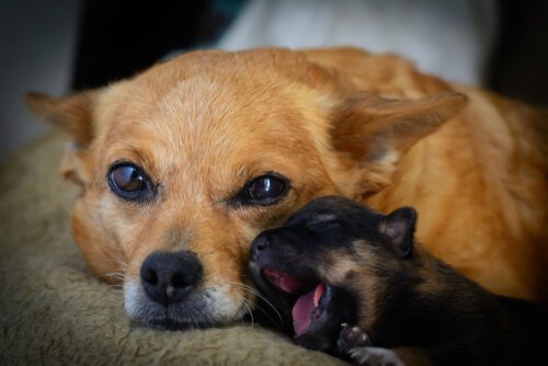 Een moederhond met haar puppy