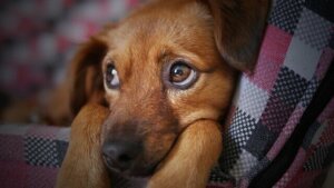 De preventie en behandeling van hondengriep
