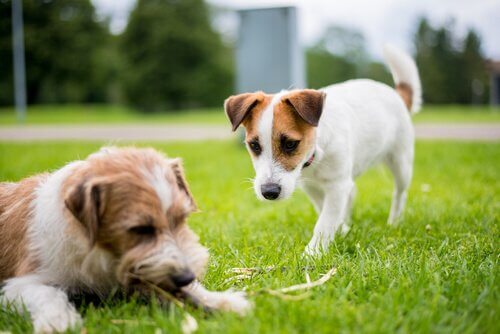 Een hond benadert een andere hond die in het gras ligt