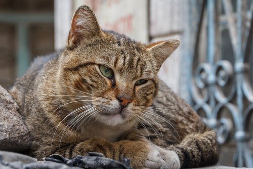 Een oudere cyperse kat