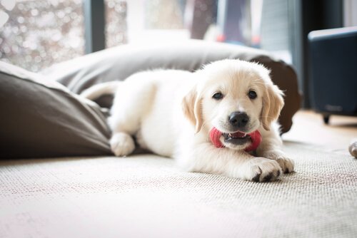 Een golden retriever-puppy kauwt op een speeltje