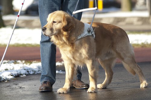 Hoe ziet het leven van een blindengeleidehond eruit?