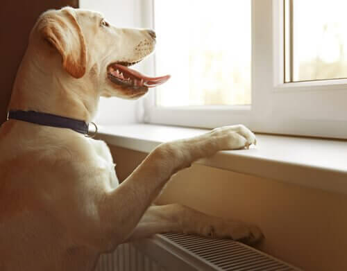 Een hond kijkt verlangend uit het raam