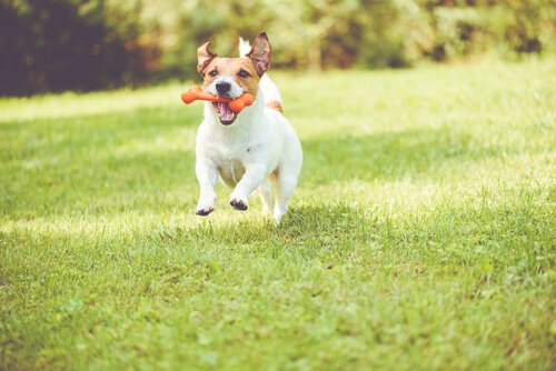 Een hond rent met speelgoed in zijn bek over een veld