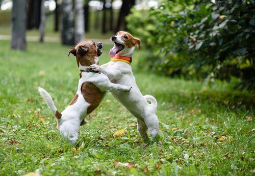 Twee honden spelen enthousiast met elkaar