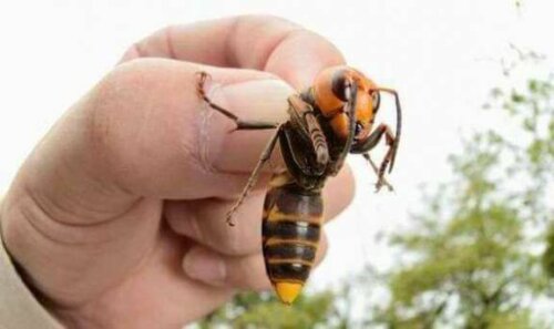 Een Japanse reuzenhoornaar