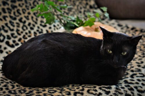 Een zwarte kat ligt op de bank