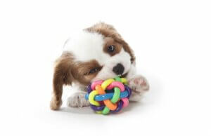 Tips voor kauwspeelgoed voor je hond
