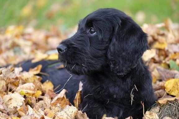 Zwarte hond speelt in de herfstblaadjes