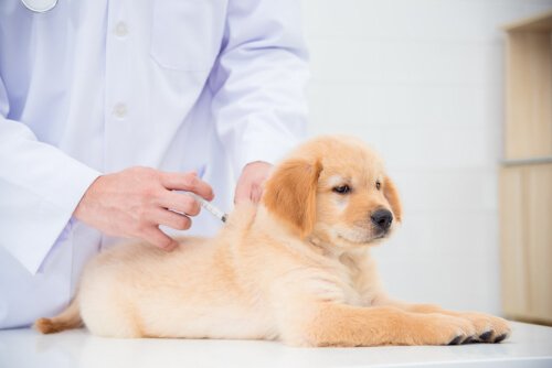 Een puppy bij de dierenarts krijgt een vaccinatie