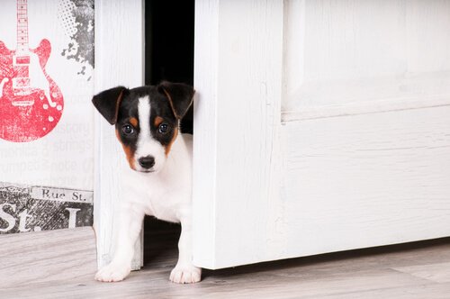 Help je puppy aan zijn nieuwe huis te wennen