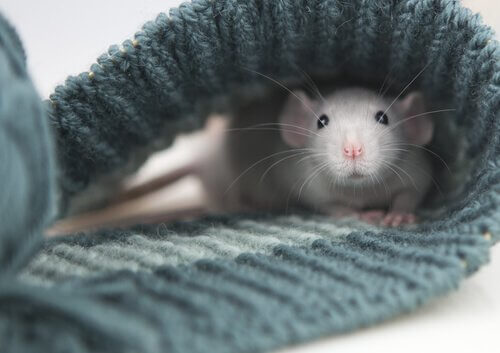 Een tamme rat ligt in een gebreide sjaal
