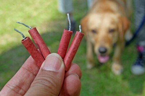 Een hond met vuurwerk