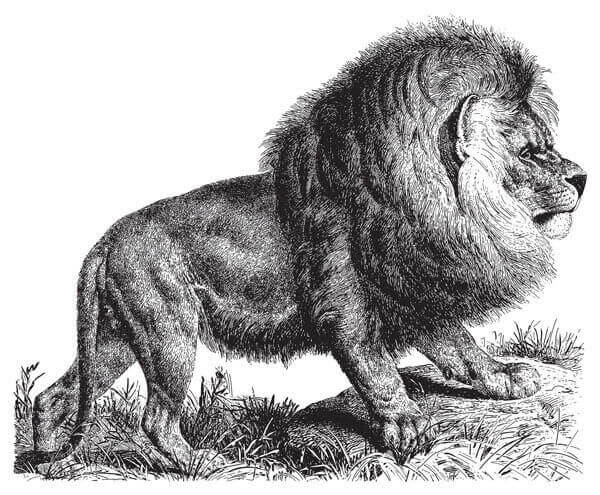 Tekening van een Kaapse leeuw