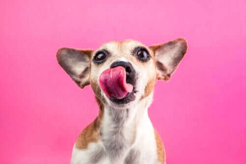 Hond met tong uit zijn mond