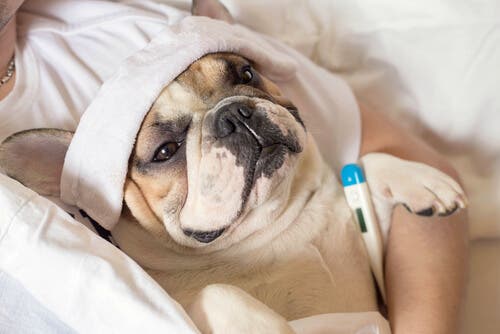 Hond met de griep
