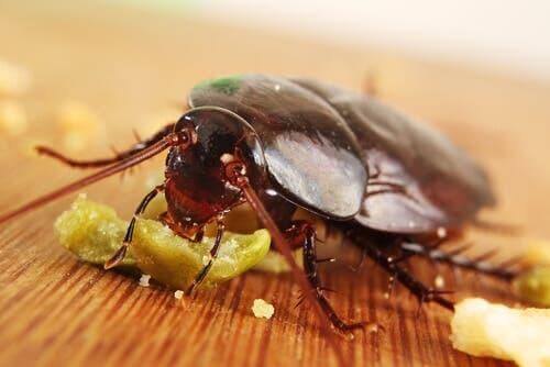 Kakkerlak is iets aan het eten