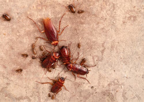 Familie van kakkerlakken