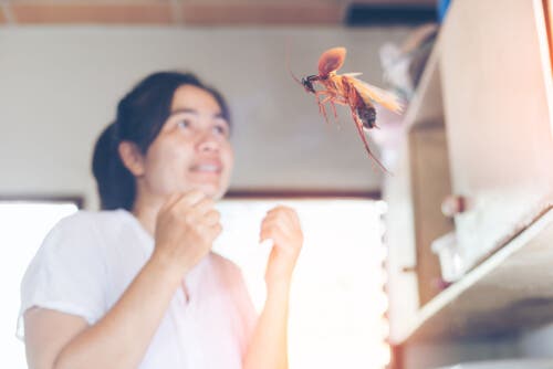 Kakkerlak vliegt in een keuken
