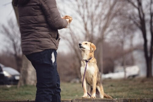 Psychologie van de hond: alles dat je moet weten