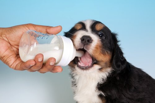 Pup met melk in een fles