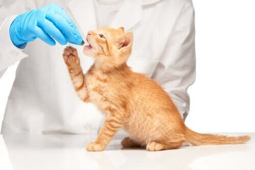 Dierenarts geeft kitten een pil