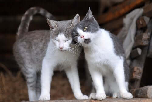 Katten die elkaar kopjes geven
