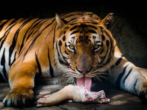 Een tijger die vlees eet