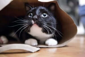 Kat in een papieren zak