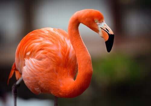 Close-up van flamingo