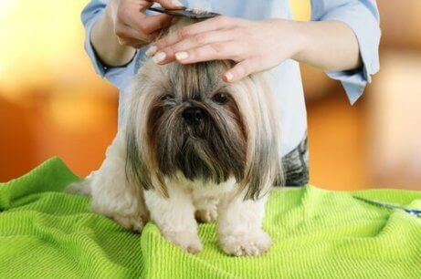 Het haar knippen van een hond