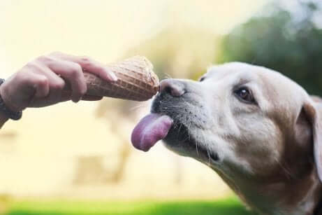 Een hond likt aan een ijsje