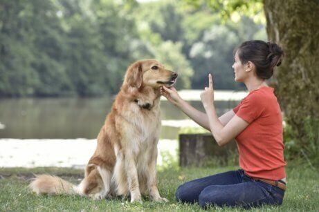 Een vrouw traint een hond in het park