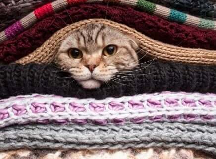 Een kat onder de dekens