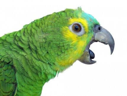 Een groene papegaai met snavel open