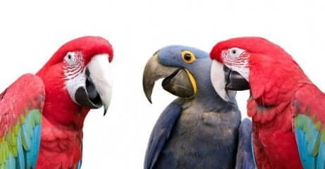 Twee rode papegaaien en een grijze