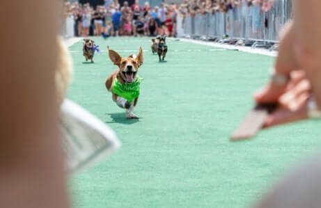 Een hond doet mee aan een race