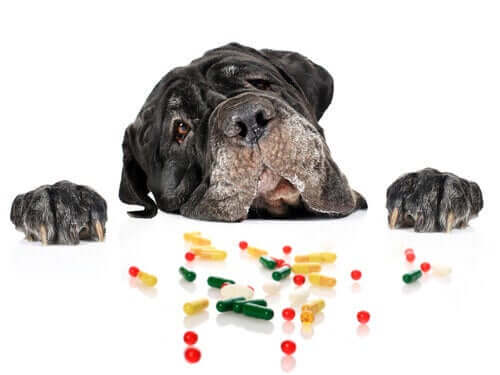 Hond met heel veel pillen