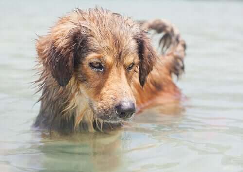 Hond aan het zwemmen
