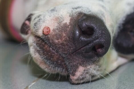 Papillomavírus hond besmettelijk, Panacur giardia hond. Paraziták emberekben bőrképek