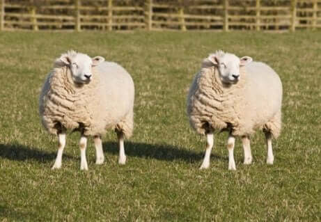 Twee schapen in een veld