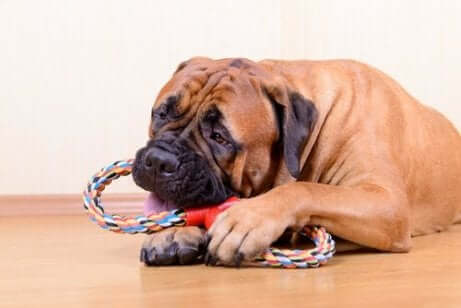 Een hond kauwt op een stuk touw