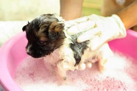 Een puppy wordt in bad gedaan