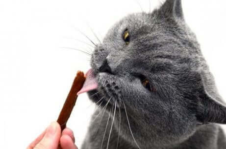 Een kat likt aan een kattensnoepje