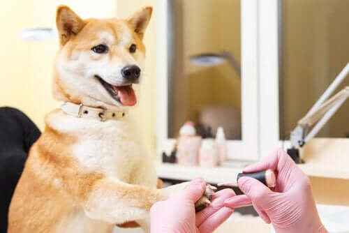 Een vrouw lakt de nagels van een hond
