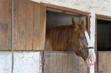 Een paard op stal kijkt naar buiten