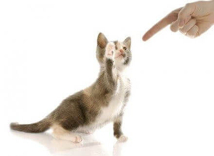 Een vinger wijst naar een kitten die er met zijn poot naar slaat