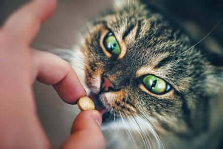 Een kat krijgt een pil aangeboden